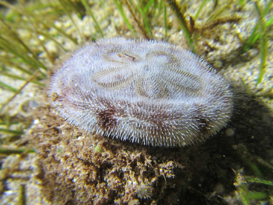  Clypeaster reticulatus (Reticulated Sea Biscuit)